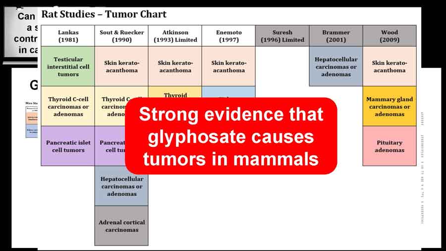 Rat studies tumor chart